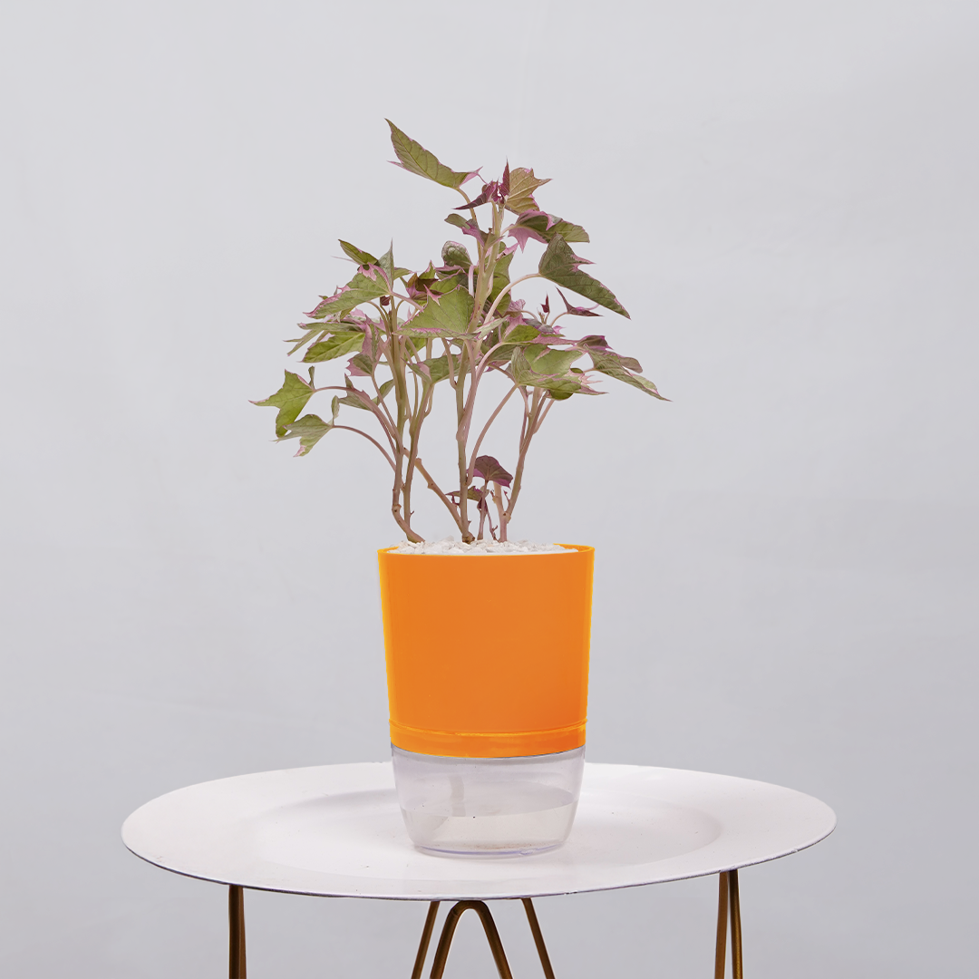 Sweet Potato Vine
