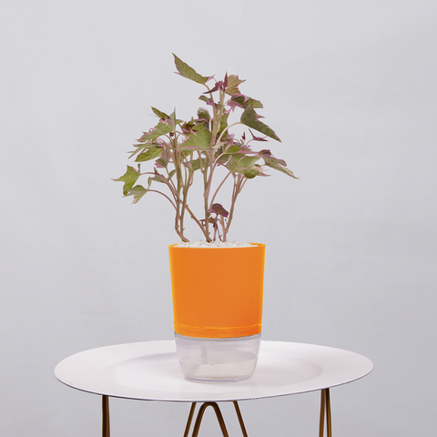 Sweet Potato Vine