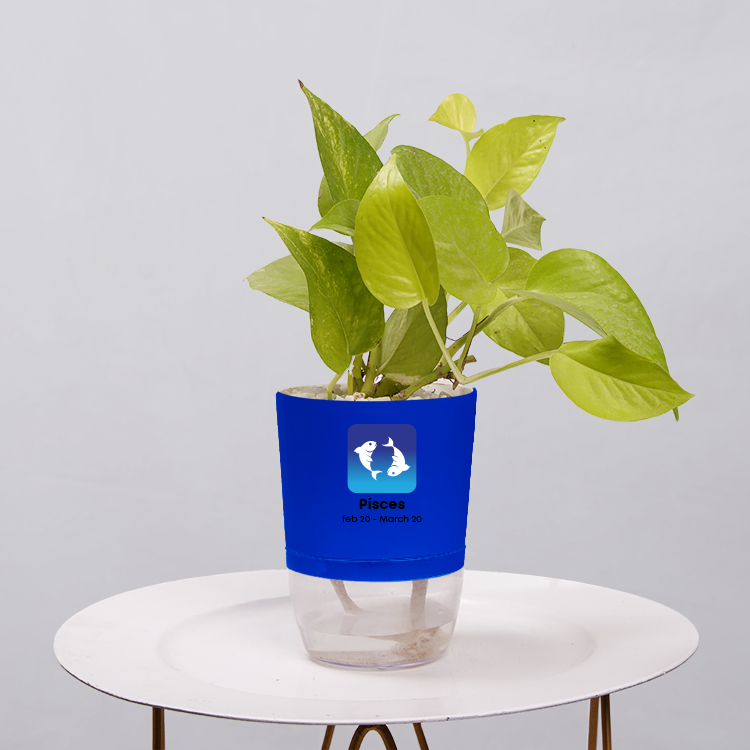 Money Plant Neon