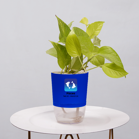 Money Plant Neon