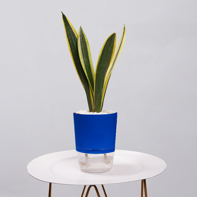 Snake Plant Dwarf Thai