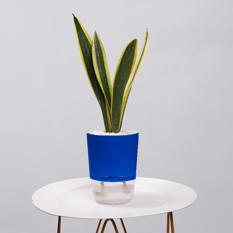 Snake Plant Dwarf Thai