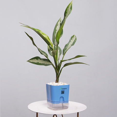 Aglaonema Tigress