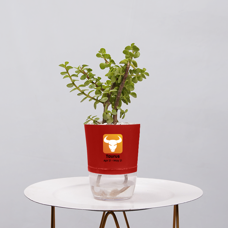 Jade Plant (Crassula ovata)