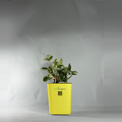 Shefflera (Umbrella Plant)