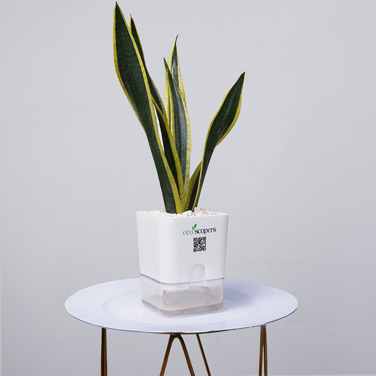 Snake Plant Dwarf Thai