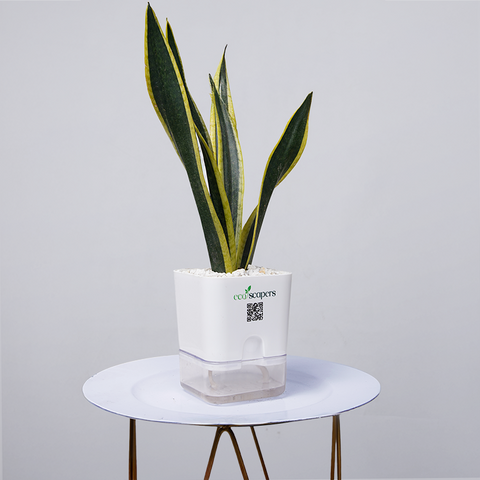 Snake Plant Dwarf Thai