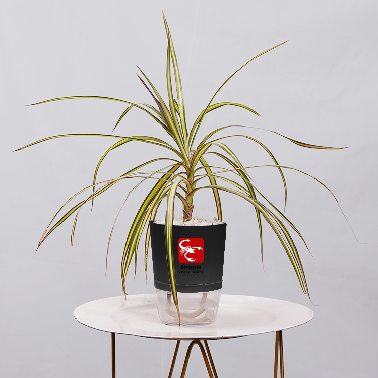 Dracaena marginata Madagascar multicolour