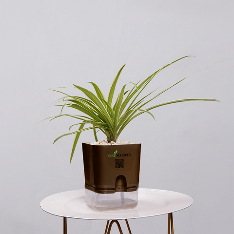 Spider Plant (Chlorophytum comosum)