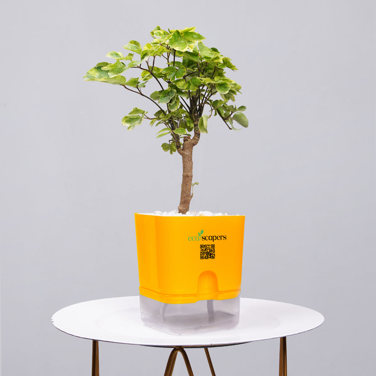 Ficus Bonsai
