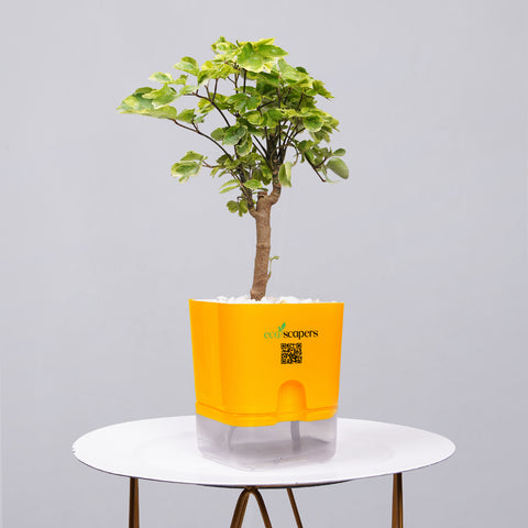 Ficus Bonsai