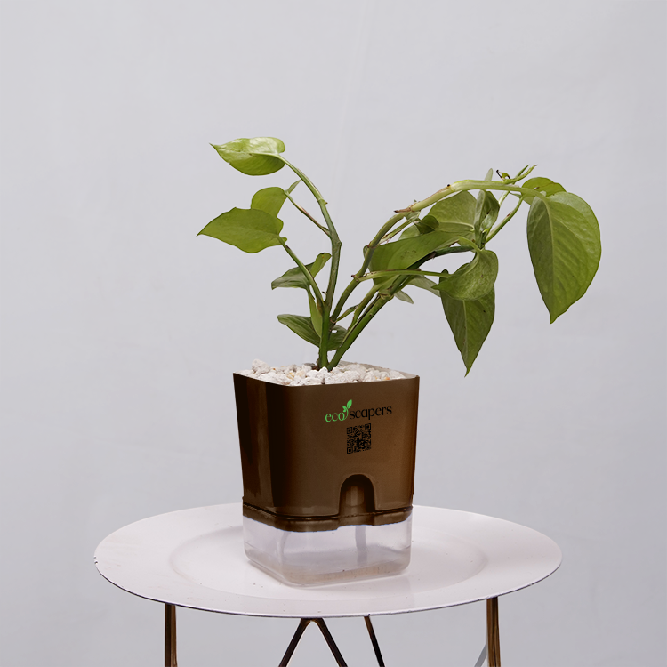 Money Plant Golden