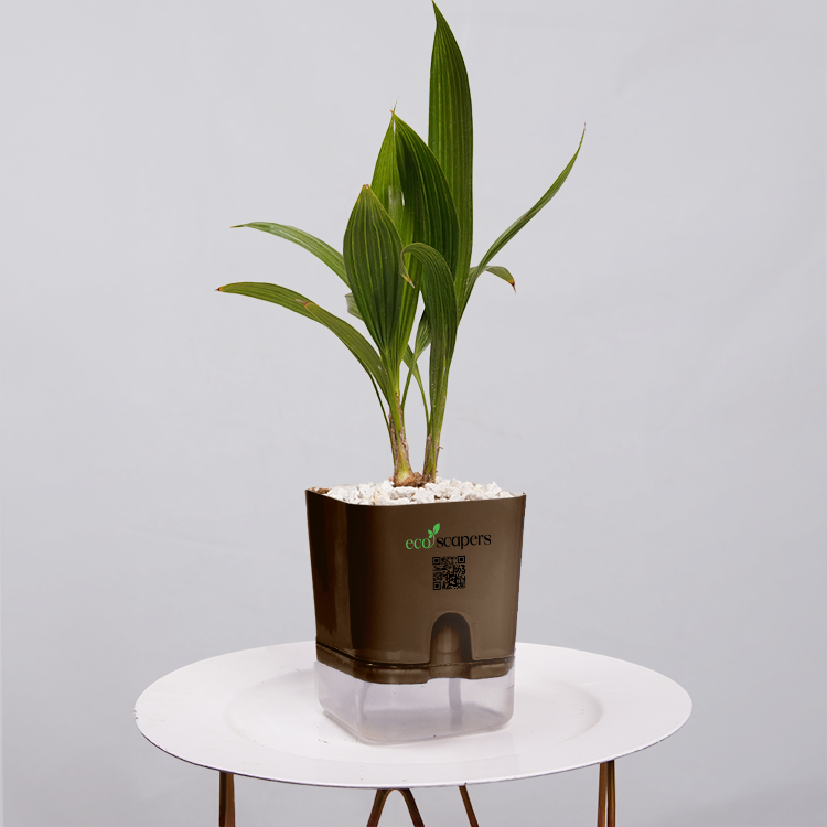 China Palm
