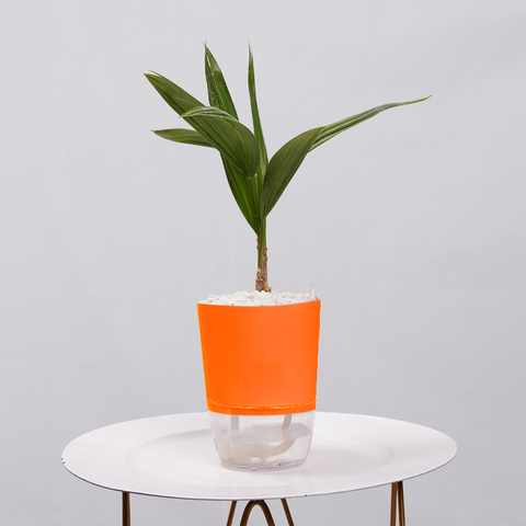 Coconut Palm Seedling