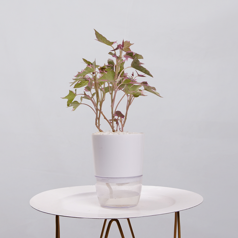 Sweet Potato Vine