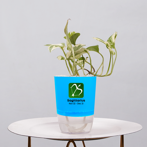 Money Plant Green (Pothos, Epipremnum aureum)