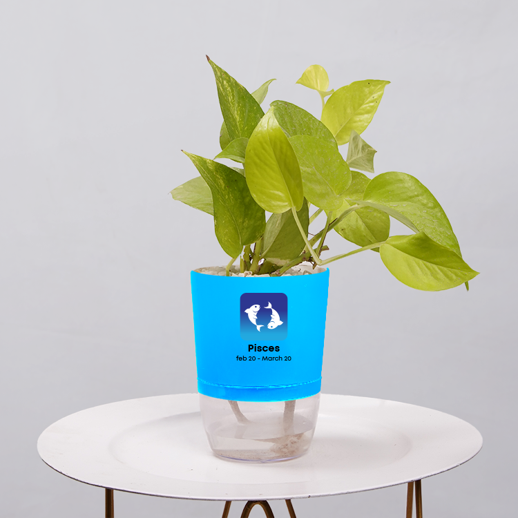 Money Plant Neon