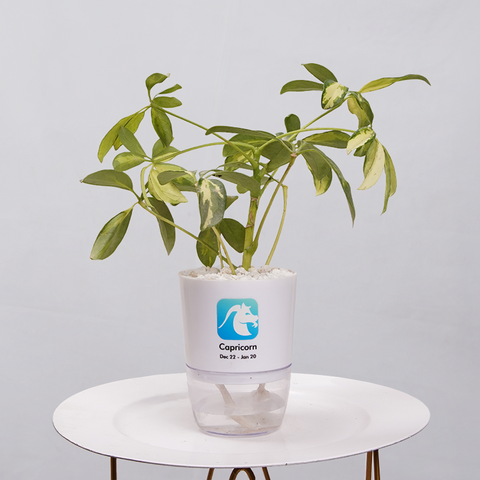 Shefflera (Umbrella Plant)