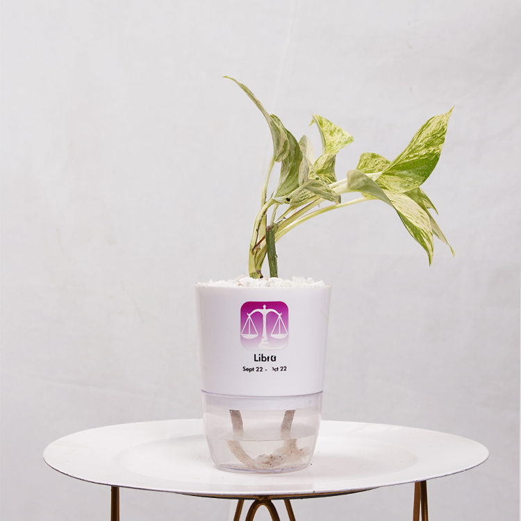 Money Plant Marble Queen