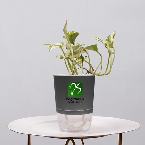 Money Plant Green (Pothos, Epipremnum aureum)