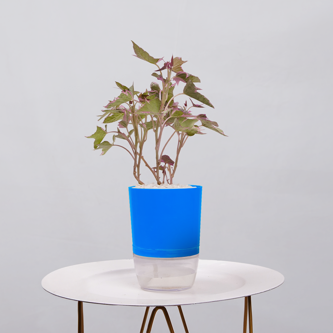 Sweet Potato Vine