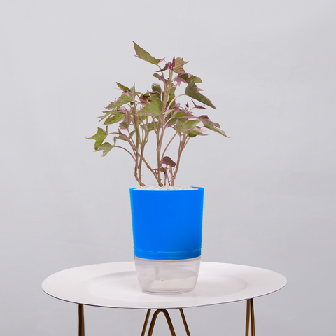 Sweet Potato Vine