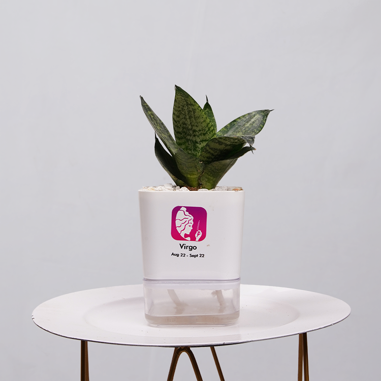 Snake Plant Bird’s Nest (Sansevieria Hahnii)