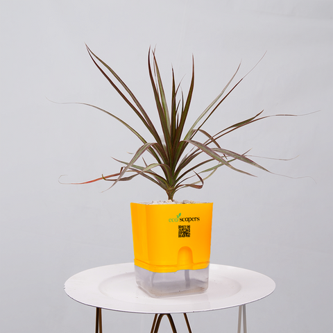 Dracaena Marginata (Dragon Tree)