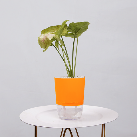 Syngonium Pink (Arrowhead Vine)