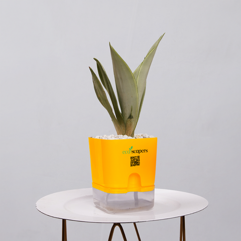 Sansevieria Moonlight