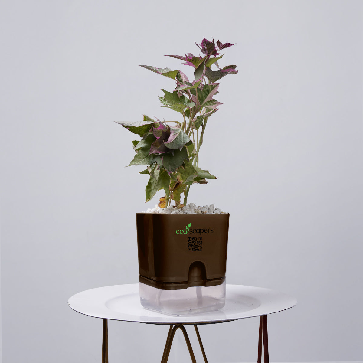 Sweet Potato Vine