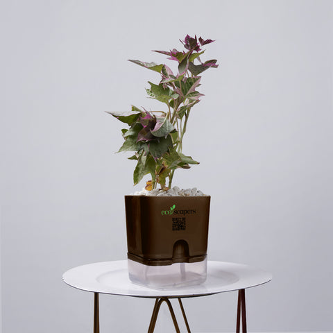 Sweet Potato Vine