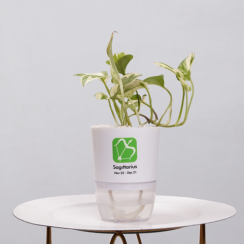Money Plant Green (Pothos, Epipremnum aureum)