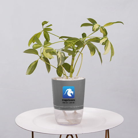 Shefflera (Umbrella Plant)