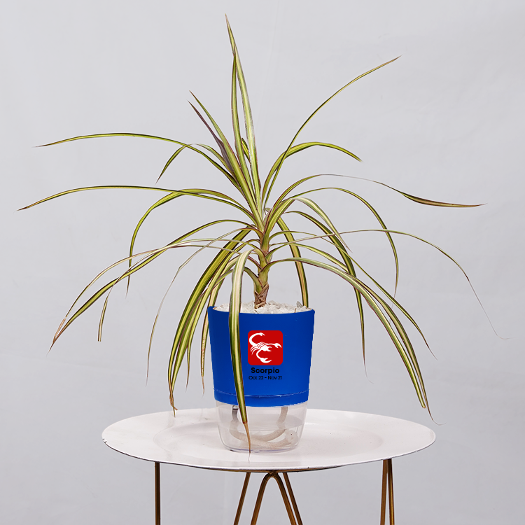 Dracaena marginata Madagascar multicolour