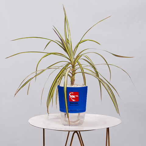 Dracaena marginata Madagascar multicolour