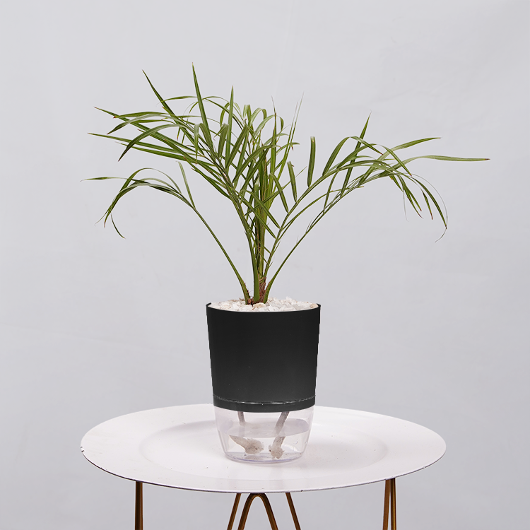 Phoenix Palm