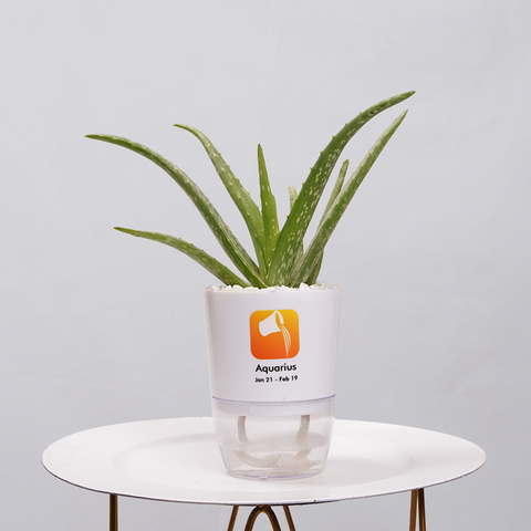Aloe Vera