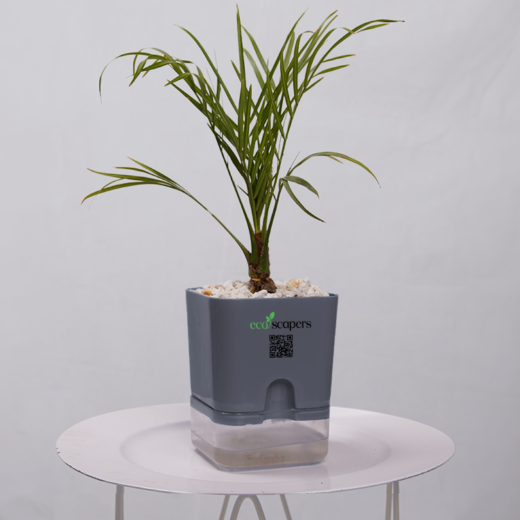 Phoenix Palm