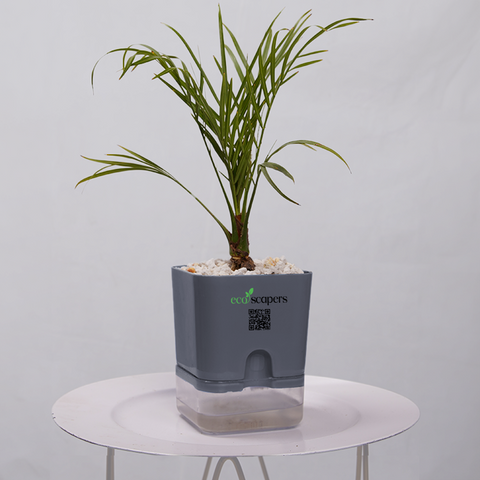 Phoenix Palm