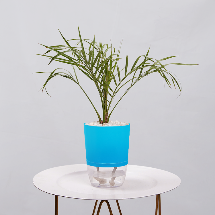 Phoenix Palm