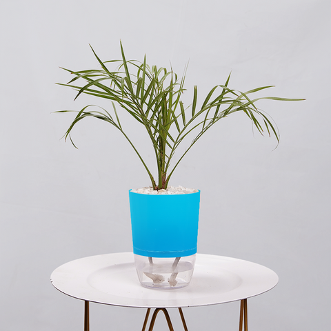 Phoenix Palm