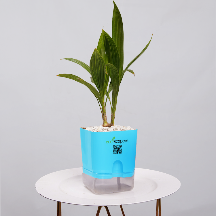 China Palm