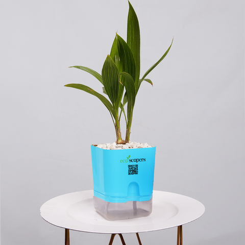 China Palm