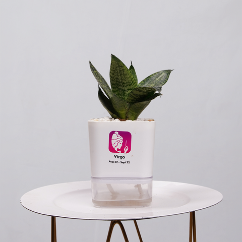 Snake Plant Bird’s Nest (Sansevieria Hahnii)