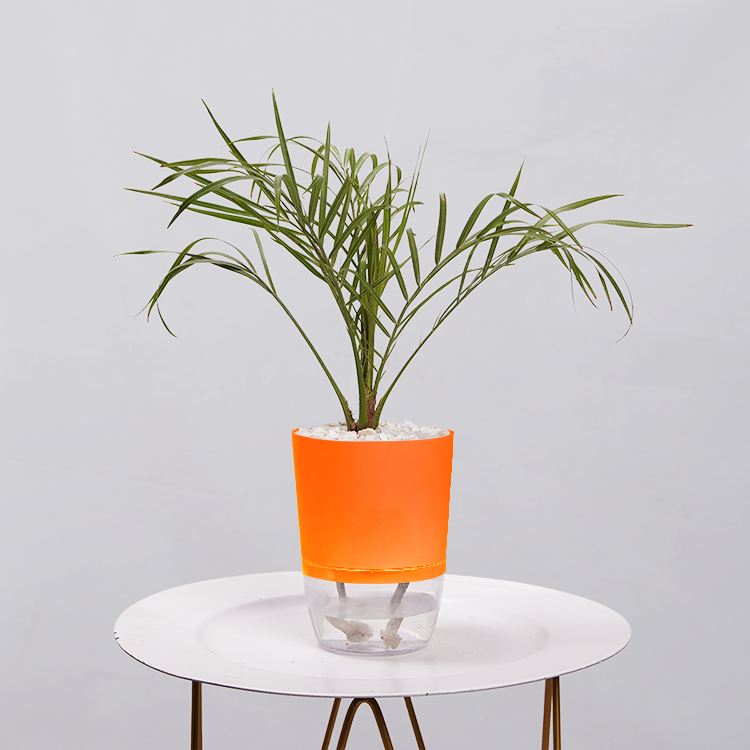 Areca  Golden Cane Palm