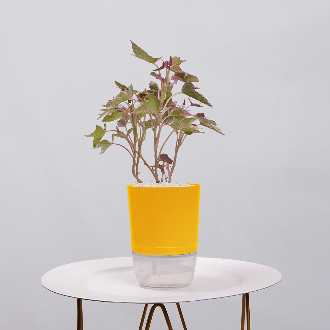 Sweet Potato Vine