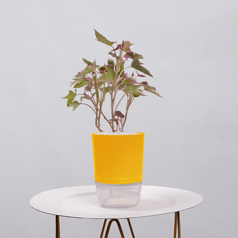 Sweet Potato Vine