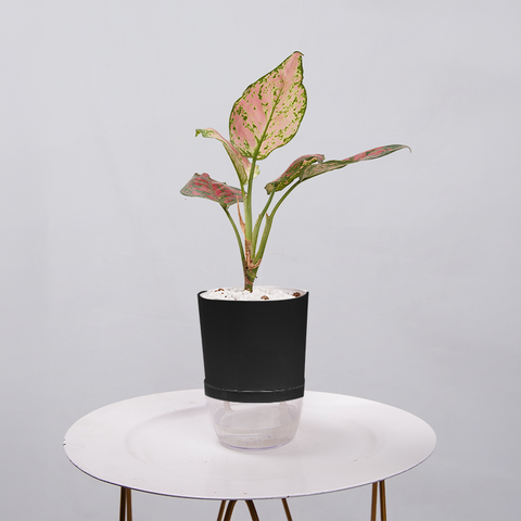 Aglaonema pink lipstick