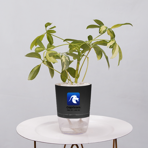 Shefflera (Umbrella Plant)